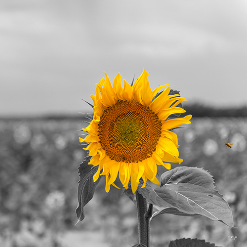 sunflower500x500.richardgaylephotography